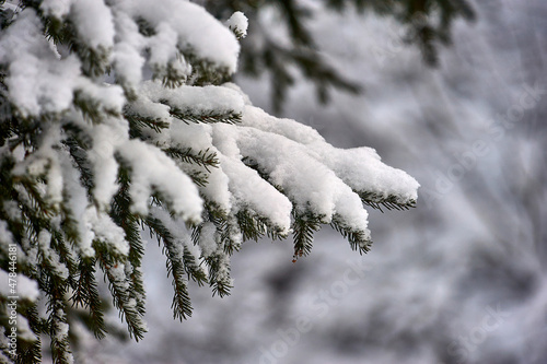 Spruce branch covered with snow in the forest in winter