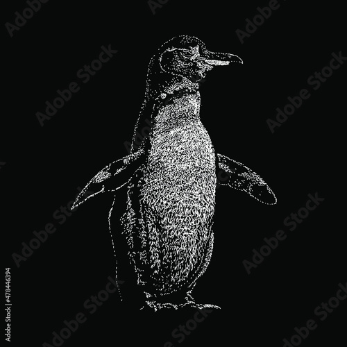 Galapagos penguin hand drawing vector illustration isolated on black background
