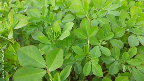 Wallpaper Mural Fenugreek plant in vegetable garden. Fresh Green Fenugreek Leaves.  It is a most popular Greens and vegetable. Leafy vegetables.
 Torontodigital.ca