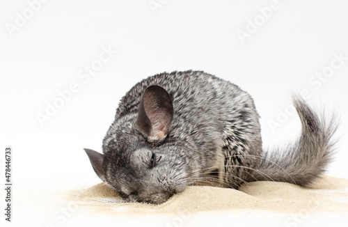 chinchilla playing on sand with white background photo