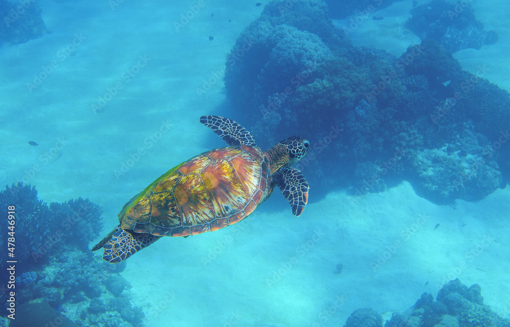 Obraz premium Sea turtle in blue ocean closeup. Green sea turtle closeup. Endangered species of tropical coral reef. Tortoise photo. Tropic seashore fauna. Summer travel seaside activity. Snorkeling with sea turtle