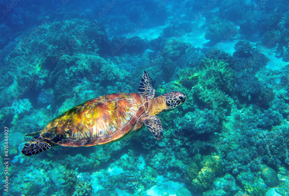 Sea turtle in blue ocean closeup. Green sea turtle closeup. Endangered species of tropical coral reef. Tortoise photo. Tropic seashore fauna. Summer travel seaside activity. Snorkeling with sea turtle