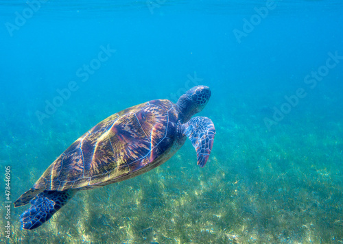 Sea turtle in blue ocean closeup. Green sea turtle closeup. Endangered species of tropical coral reef. Tortoise photo. Tropic seashore fauna. Summer travel seaside activity. Snorkeling with sea turtle © Elya.Q