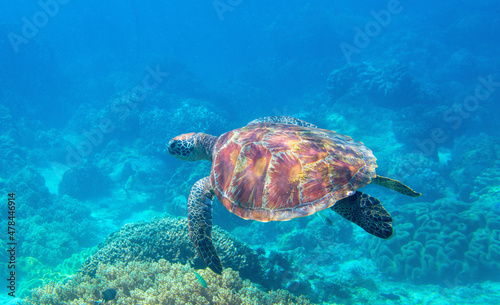 Sea turtle in blue ocean closeup. Green sea turtle closeup. Endangered species of tropical coral reef. Tortoise photo. Tropic seashore fauna. Summer travel seaside activity. Snorkeling with sea turtle © Elya.Q