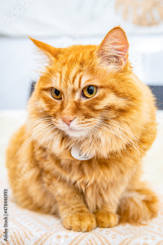 Fototapeta Naklejka Na Ścianę i Meble -  Cute orange cat