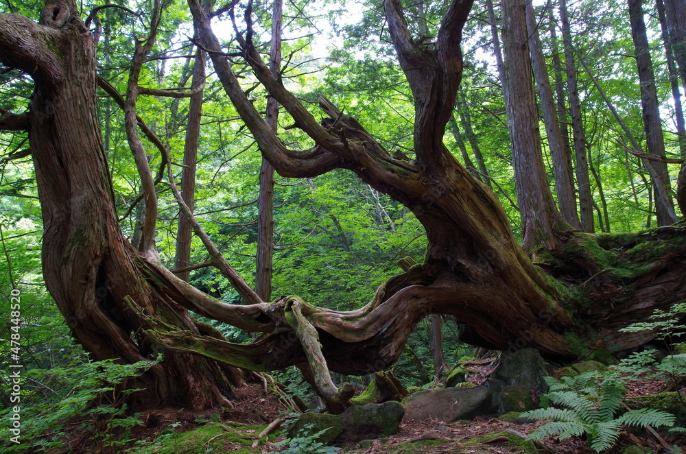 苔の森の大樹 苔の森の大樹