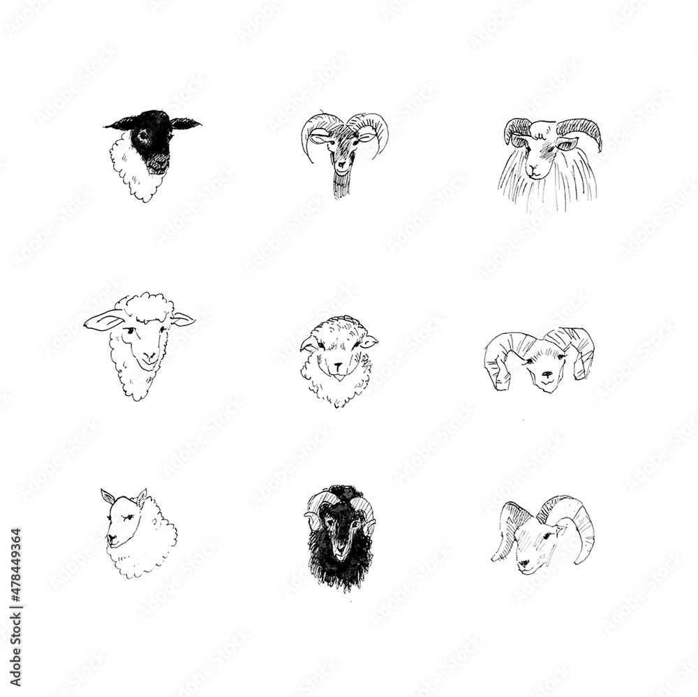 かわいい世界のいろんな品種の羊