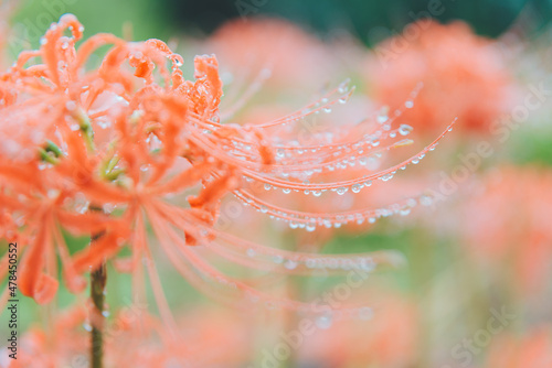 彼岸花と雫