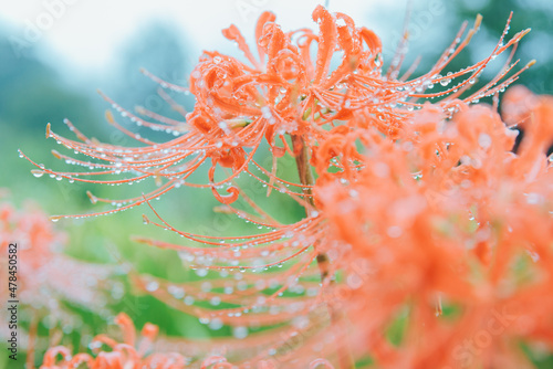 彼岸花と雫