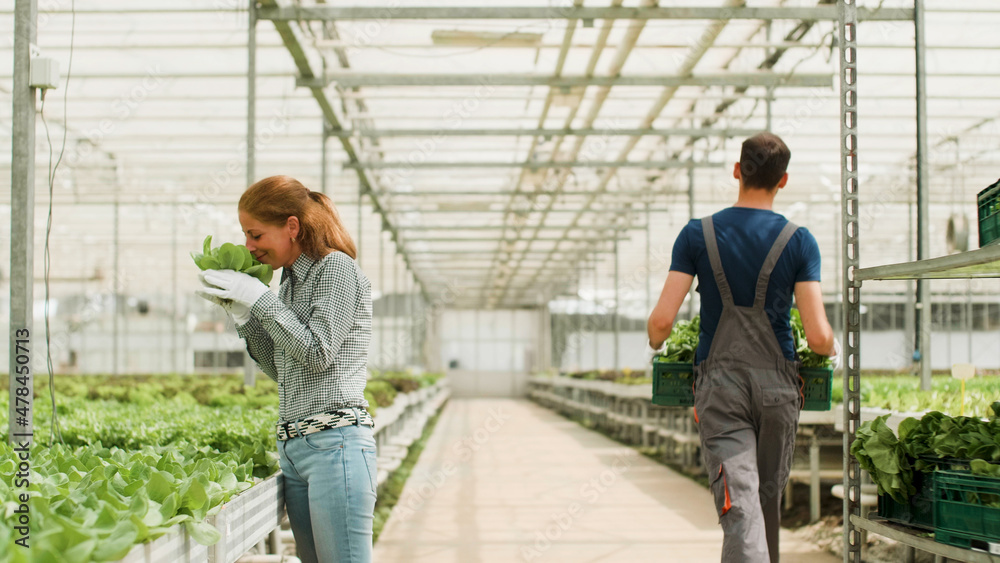 Agronomist businesswoman checking organic fresh salads analyzing growing production working in hydroponics greenhouse plantation. Farmer harvesting green vegetables. Concept of agriculture