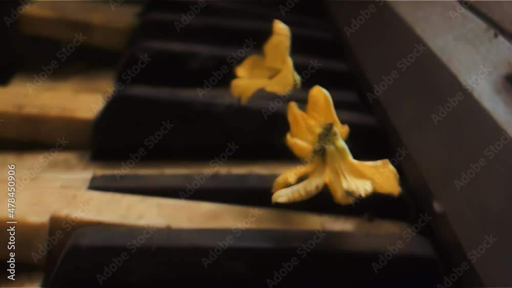 ultra slow motion follow shot of three petals dramatically falling on old thrown away piano keyboard keys for intro or credit film on Netflix