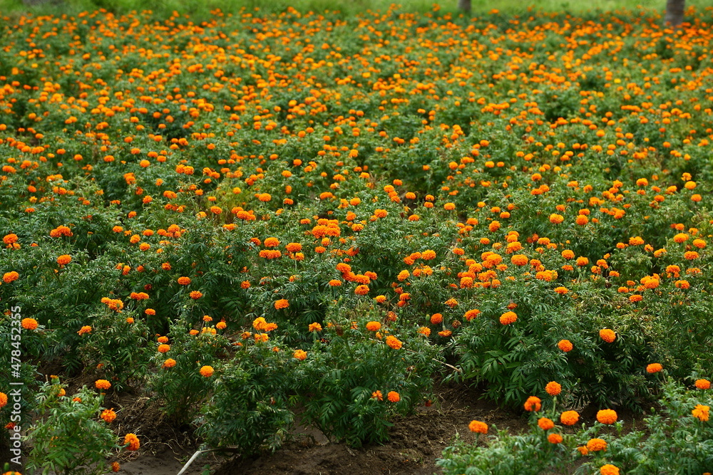 Beautiful marigold flowers growing in the agriculture field. floriculture concepts. 