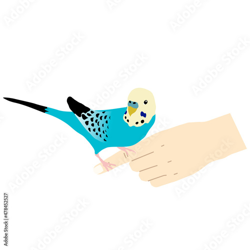 Illustration of a hand-riding blue budgerigar (white background, vector, cut out)