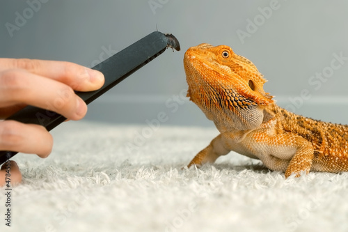 Process of feeding of bearded agama dragon with insect cockroach at home on carpet. The content of the lizard at home. Cute amazing animal from Australia. Exotic domestic animal, pet. photo