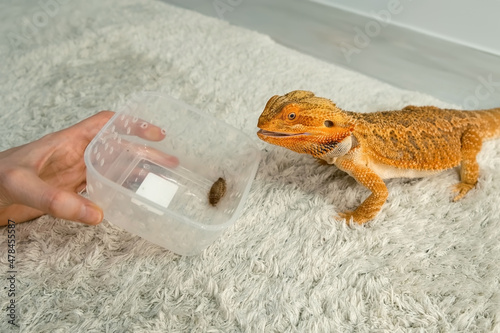 Process of feeding of bearded agama dragon with cockroach at home on carpet, he is eating insects from plastic container. Content of the lizard at home. Animal from Australia. Exotic domestic pet. photo