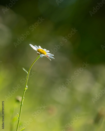 Spring white flower with tiny insects on the flower pedals, blurred natural meadow background. Vertical format. © Janice