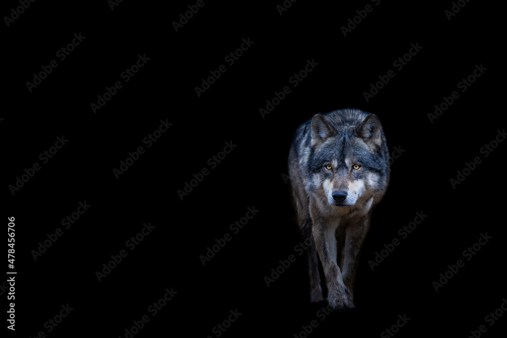 Grey wolf with a black background