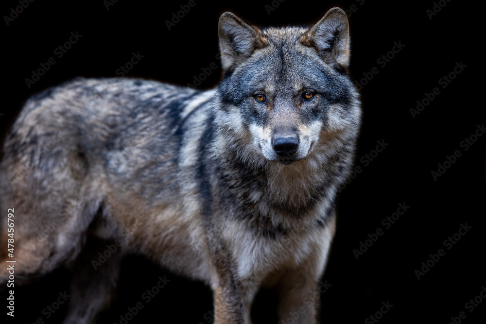 Grey wolf with a black background