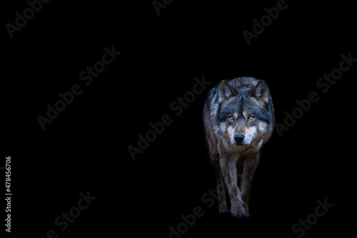 Obraz na płótnie Grey wolf with a black background w salonie
