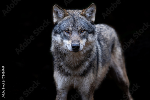 Grey wolf with a black background © AB Photography