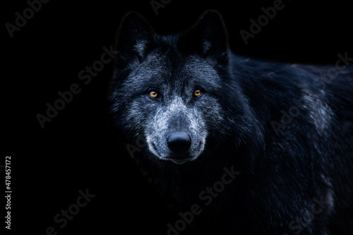 Fototapeta Black wolf with a black background