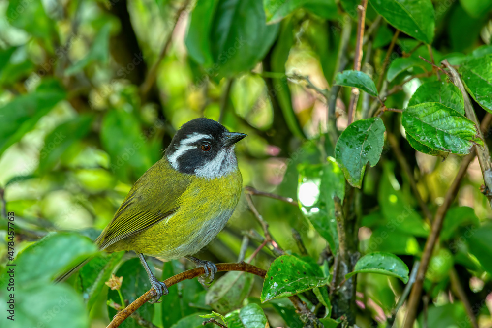 Obraz premium Sooty-capped bush tanager (Chlorospingus pileatus) perched on branch in the rainforests. San Gerardo de Dota, Wildlife and birdwatching in Costa Rica.