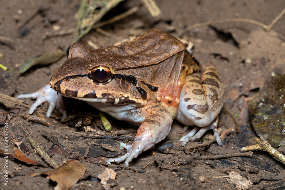 Naklejka premium Savages thin-toed frog (Leptodactylus savagei) thin-toed frog species of leptodactylid frog, Carara National Park, Tarcoles, Costa Rica wildlife.