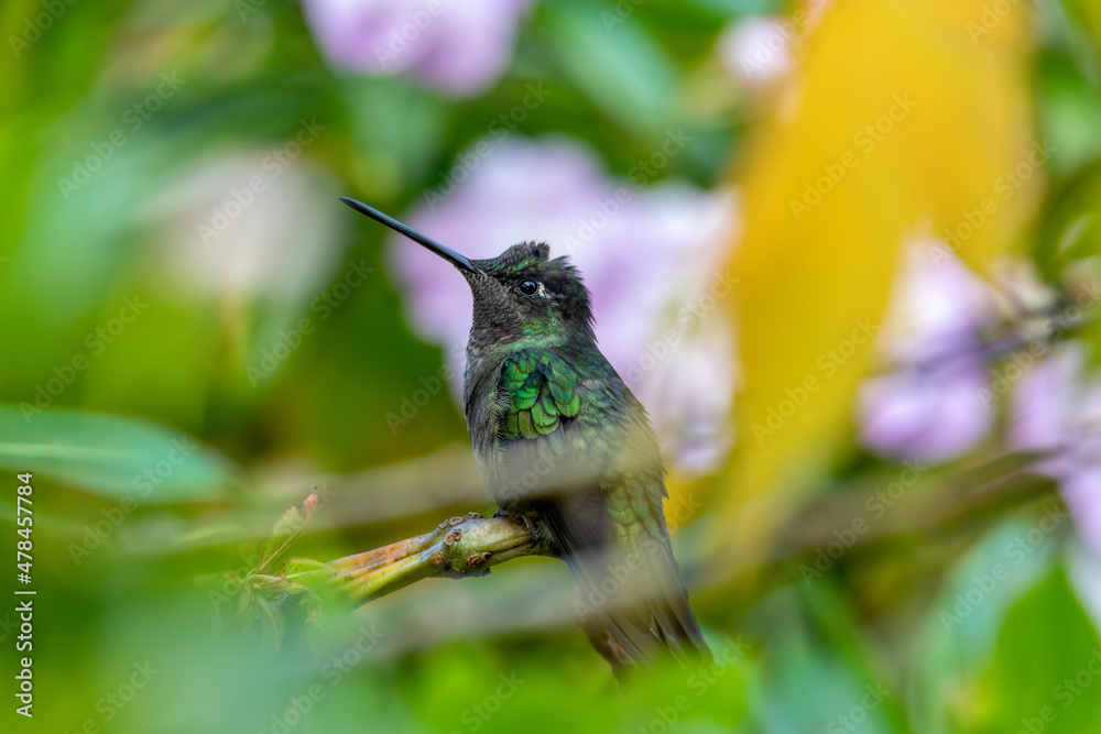 Obraz premium violet-headed hummingbird (Klais guimeti) Beautiful bird at San Gerardo de Dota, Wildlife and birdwatching in Costa Rica.