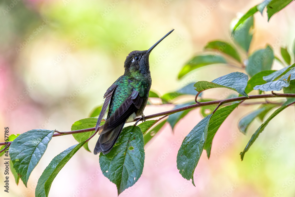 Fototapeta premium violet-headed hummingbird (Klais guimeti) Beautiful bird at San Gerardo de Dota, Wildlife and birdwatching in Costa Rica.