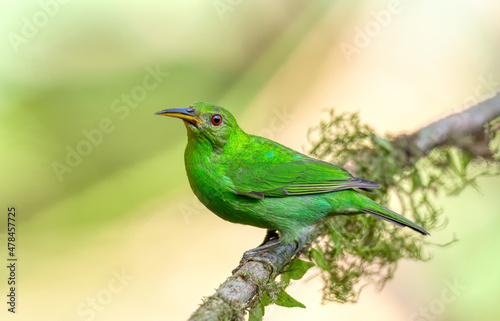 Green honeycreeper female (Chlorophanes spiza), La Fortuna, Volcano Arenal, Wildlife and birdwatching in Costa Rica. © ArtushFoto