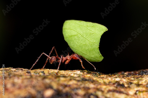 Leafcutter ant (Atta cephalotes) on branch, carrying green leaf. It cuts leaves and grows mushrooms in an anthill on them. La Fortuna Alajuela - Arenal, Costa Rica wildlife . photo