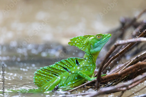 Fotografi Plumed green basilisk (Basiliscus plumifrons), sitting on branch protruding from water, rainy tropical weather with raindrops in water