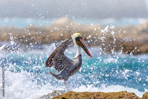 Brown pelican (Pelecanus occidentalis) against water splash from pacific ocean waves. Ocotal Beach, Wildlife and birdwatching in Costa Rica.