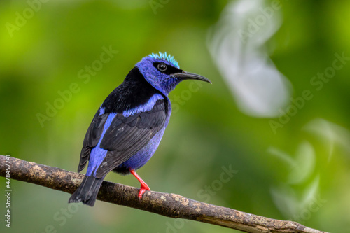 Red-legged honeycreeper (Cyanerpes cyaneus), La Fortuna, Volcano Arenal, Wildlife and birdwatching in Costa Rica.