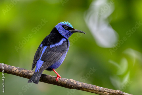 Red-legged honeycreeper (Cyanerpes cyaneus), La Fortuna, Volcano Arenal, Wildlife and birdwatching in Costa Rica. photo