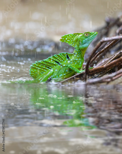 Plumed green basilisk (Basiliscus plumifrons) Cano Negro, Costa Rica wildlife © ArtushFoto