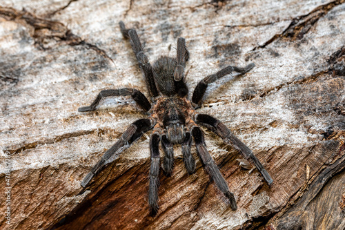 big scary tarantula spider walking and hunting on the ground at night. Tarantula (Sericopelma melanotarsum). Curubande de Liberia, Costa Rica wildlife