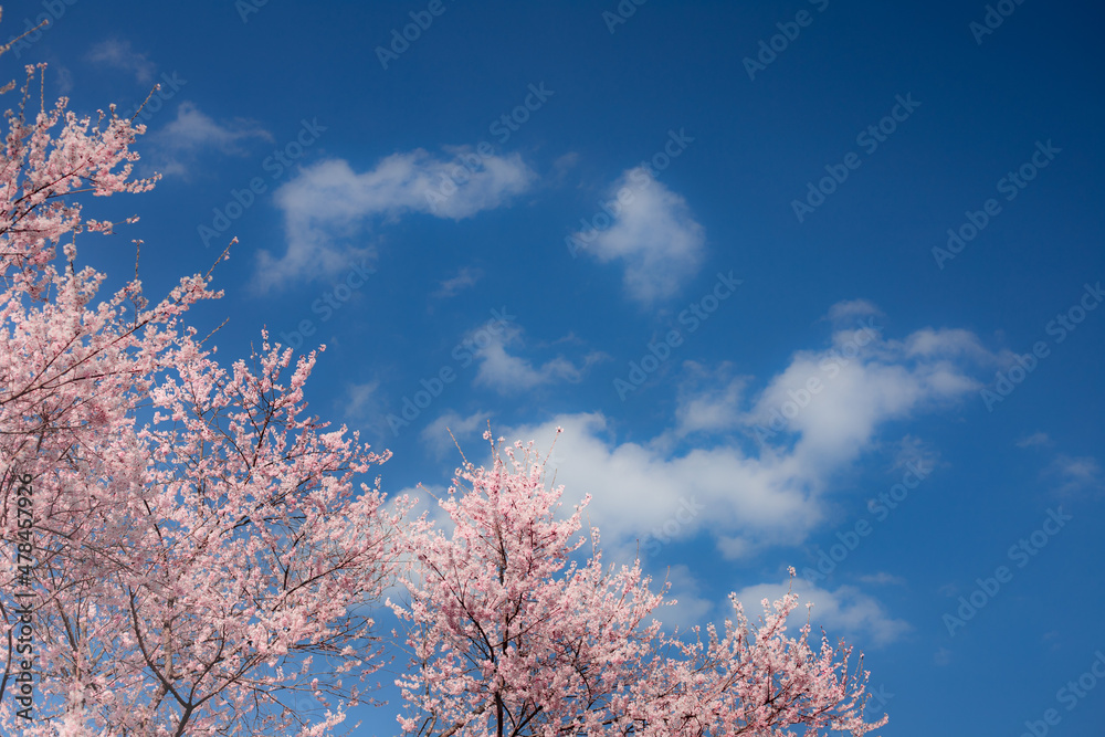 桜の花 -Cherry Blossoms- 桜の花 -Cherry Blossoms-