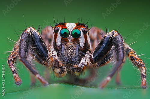 Billede på lærred Insects -Beetle ,snail,grasshopper,dragon fly,frogs ,spiders,moth,caterpillars