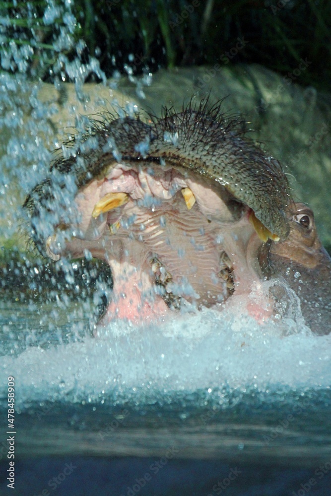 Fototapeta premium Nahaufnahme von Nilpferd