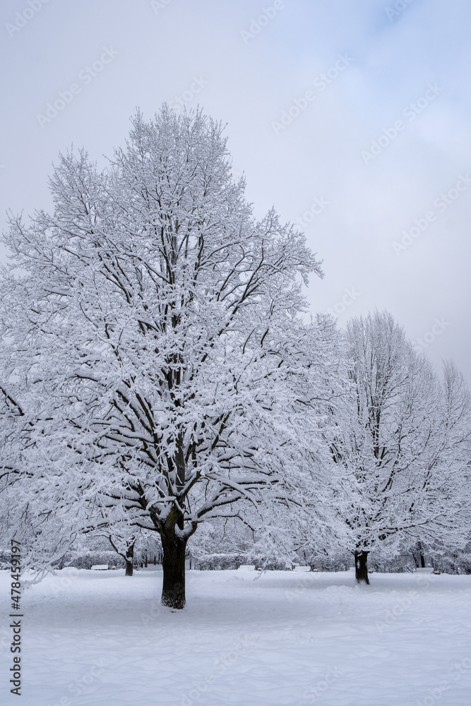 Two old snow covered oaks in winter park. Cool natural landscape. Two old snow covered oaks in winter park. Cool natural landscape.