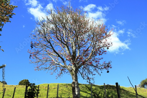 Wallpaper Mural tree on a hill ,  Torontodigital.ca