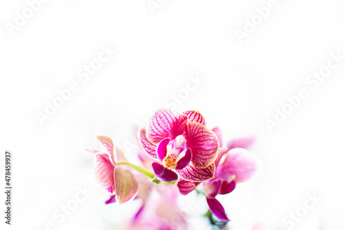 Creative pink orchid closeup. Bright textured petals  colorful blooms  natural Phalaenopsis flower. Selective focus on the details  object isolated on white background.