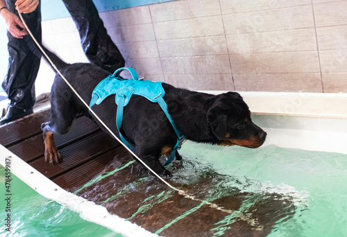 Foto rottweiler swimming in swimming pool