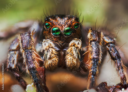 Portrait of Aurelius v-insignitus jumping spider portrait