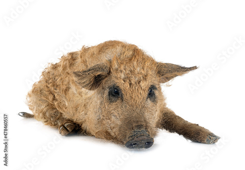 young mangalica in studio photo