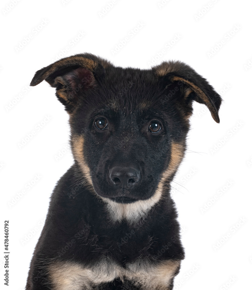 puppy german shepherd