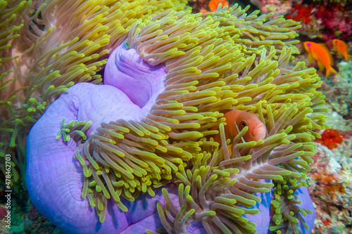 Photography Clown fish (amphiprion nigripes) in the Maldives hiding in anemone coral