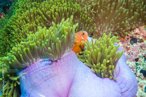Clown fish (amphiprion nigripes) in the Maldives hiding in anemone coral