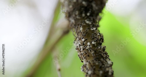 Ant army cluster marching with eggs to a new place with the eggs and larvae to new nest photo